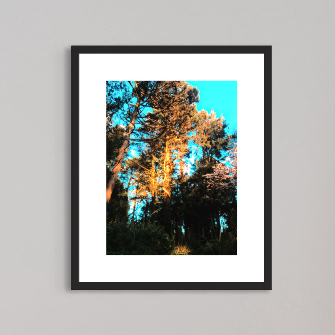 The sun feeds the trees