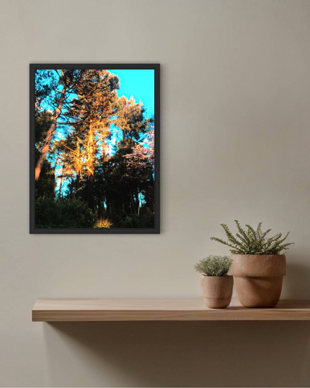 The sun feeds the trees